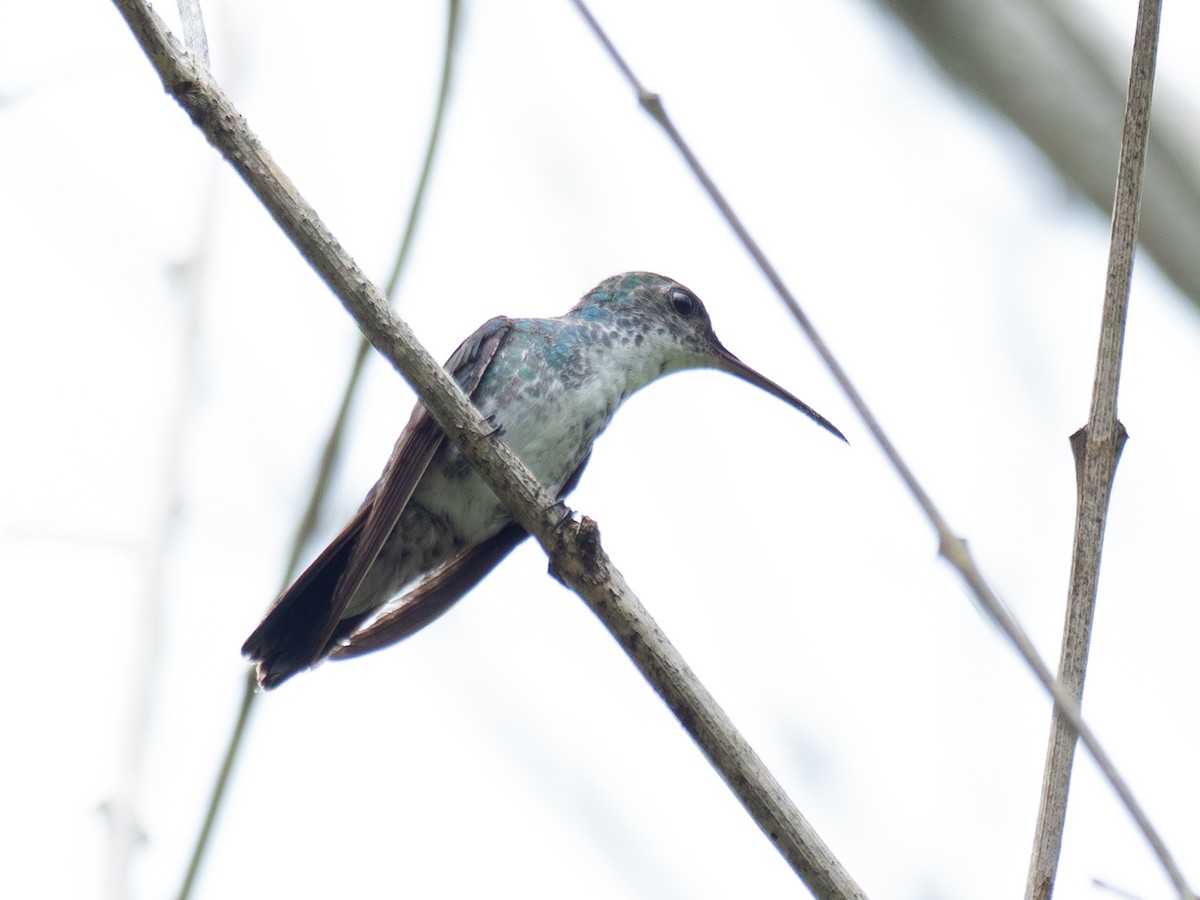 Sapphire-throated Hummingbird - ML620493043