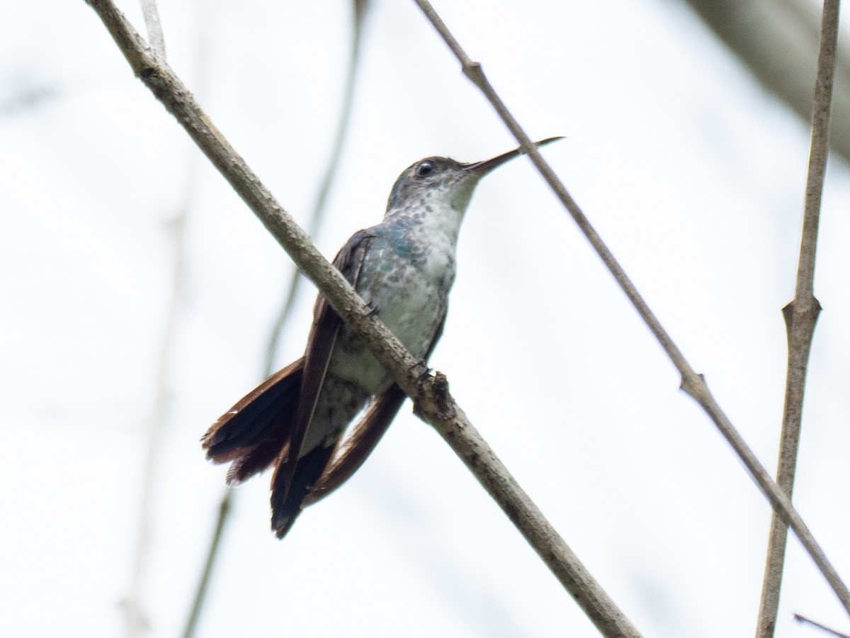 Sapphire-throated Hummingbird - ML620493045