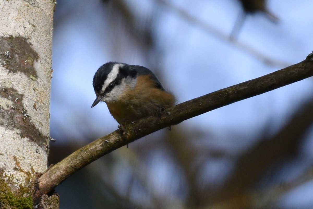 Red-breasted Nuthatch - ML620493047