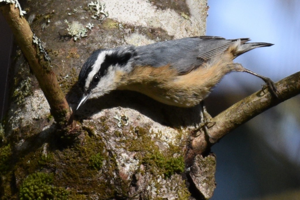 Red-breasted Nuthatch - ML620493048
