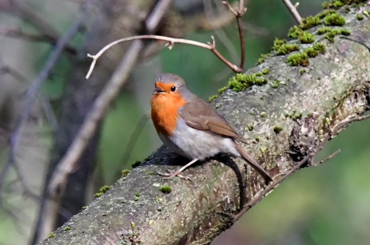 European Robin - ML620493051