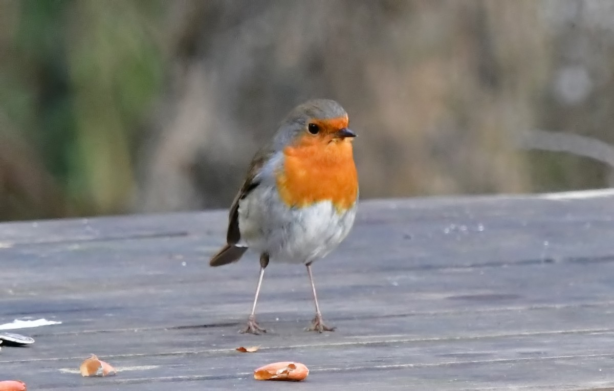 European Robin - ML620493053