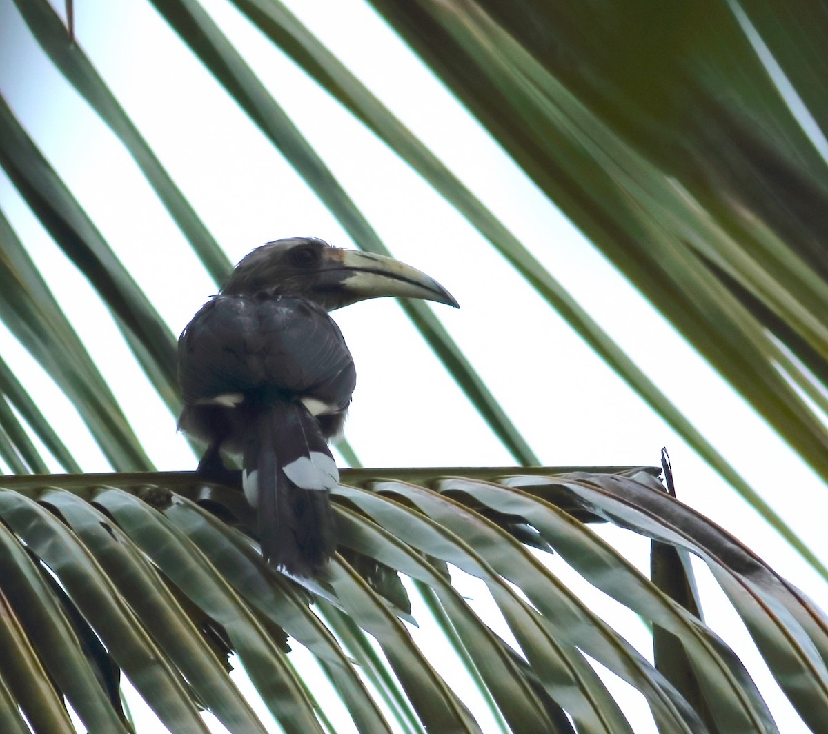 Malabar Gray Hornbill - ML620493055