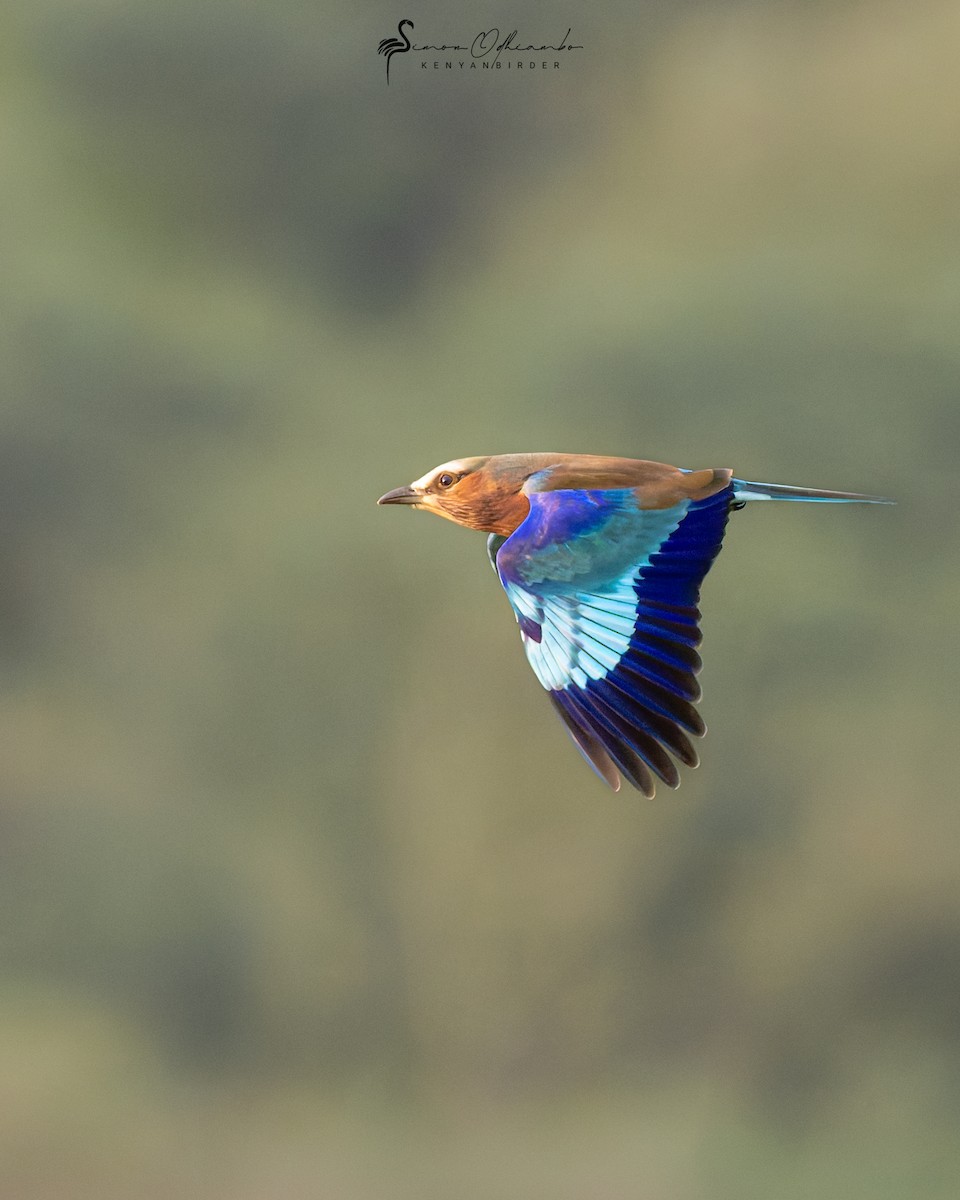 Lilac-breasted Roller - ML620493056