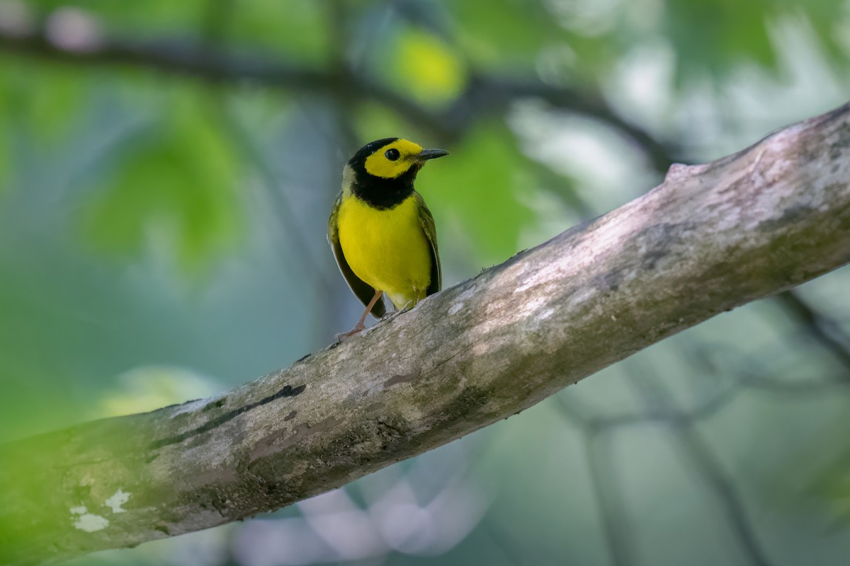 Hooded Warbler - ML620493057