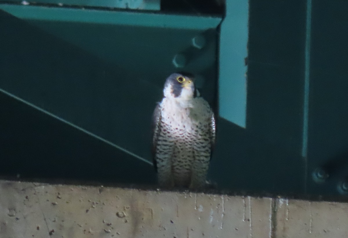 Peregrine Falcon - ML620493060