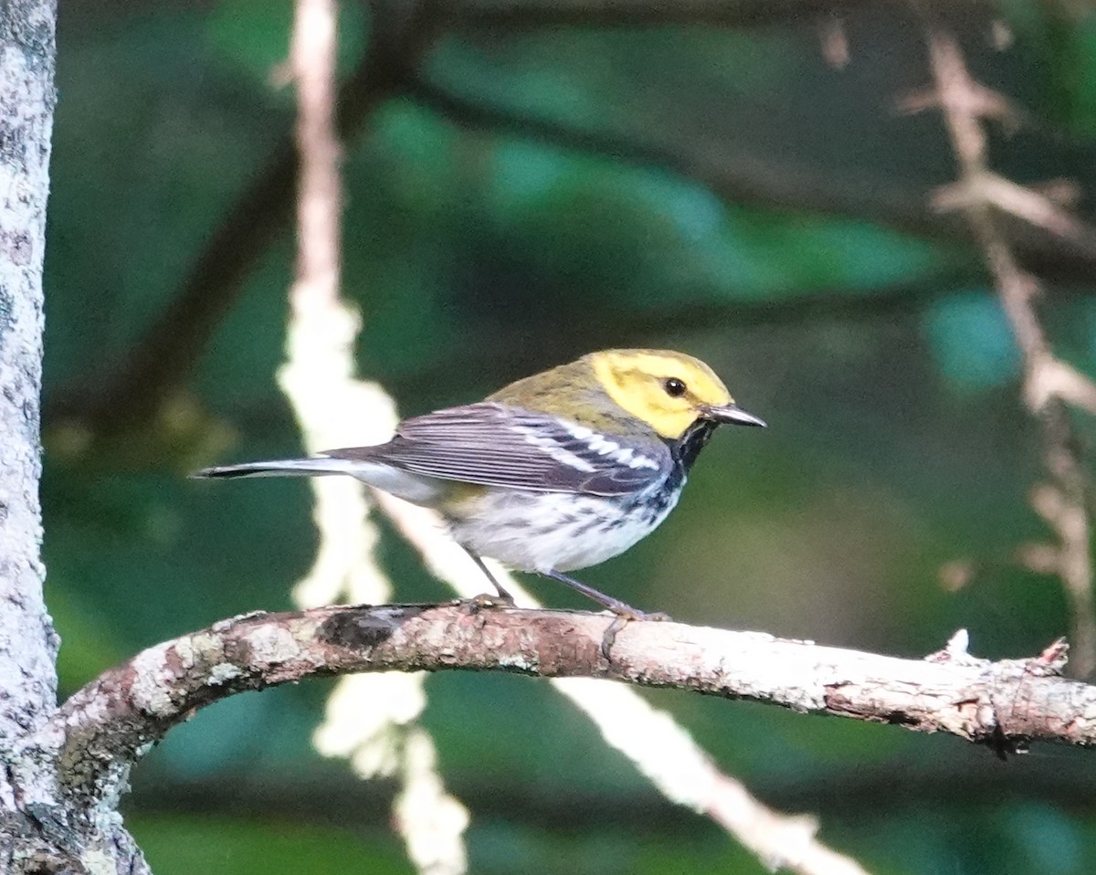 Black-throated Green Warbler - ML620493065