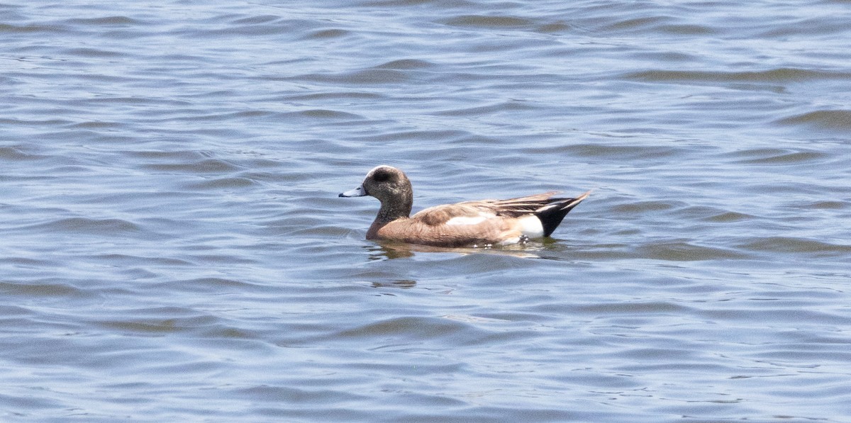 Canard d'Amérique - ML620493068