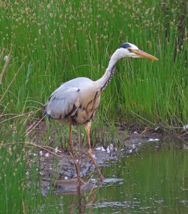 Gray Heron - ML620493071