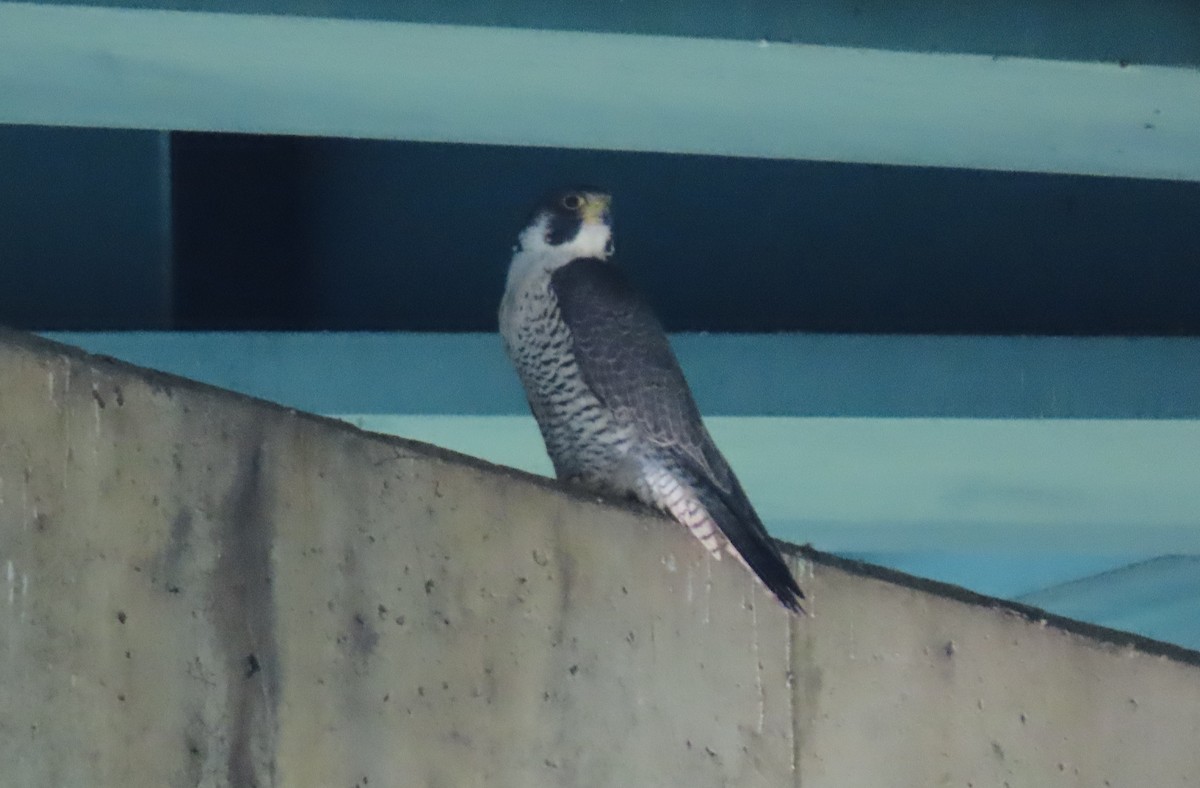 Peregrine Falcon - ML620493073