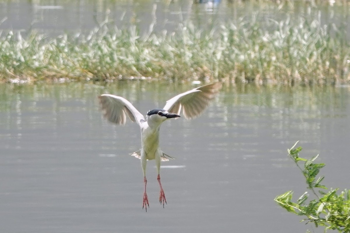 Black-crowned Night Heron - Brecht Caers