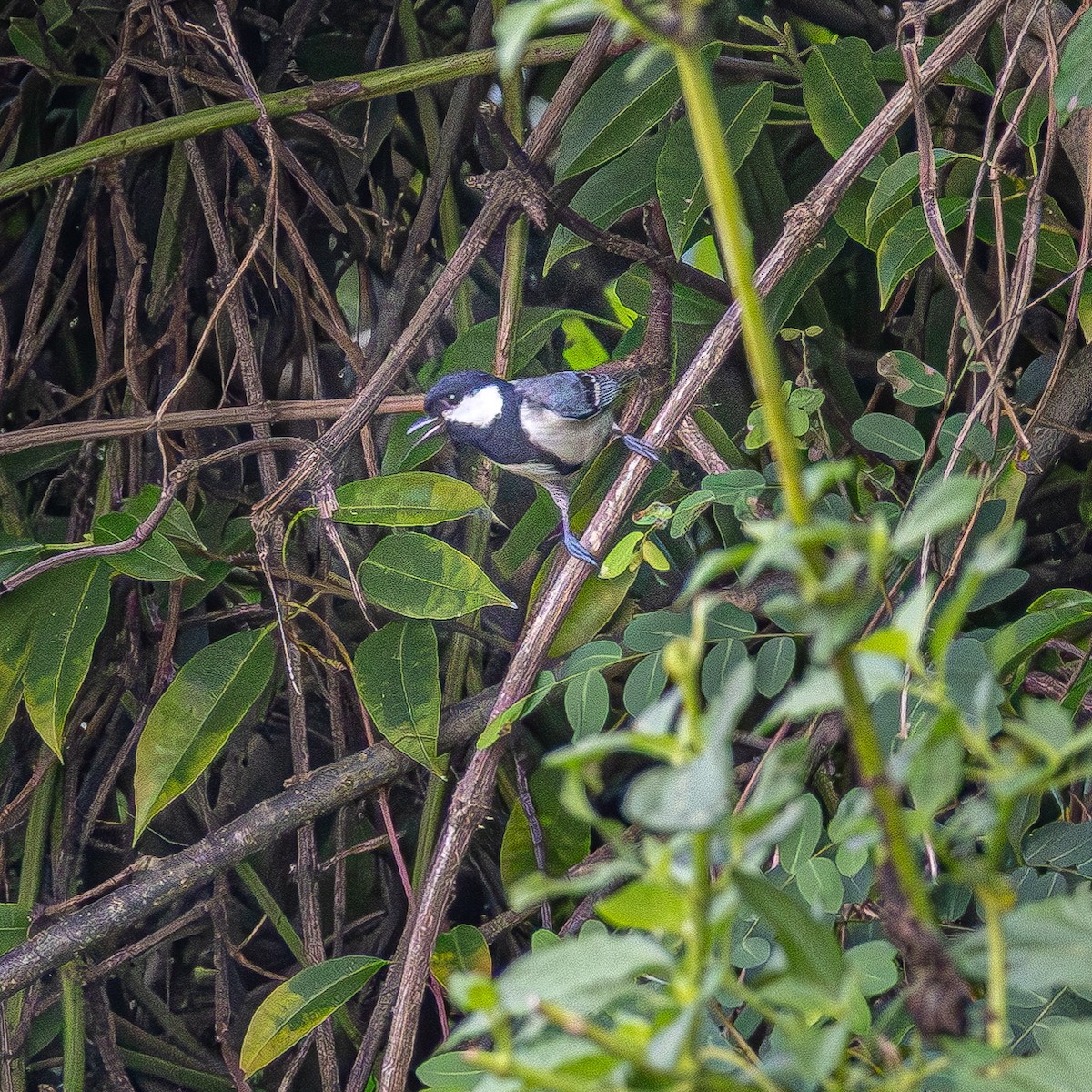 Cinereous Tit - ML620493081