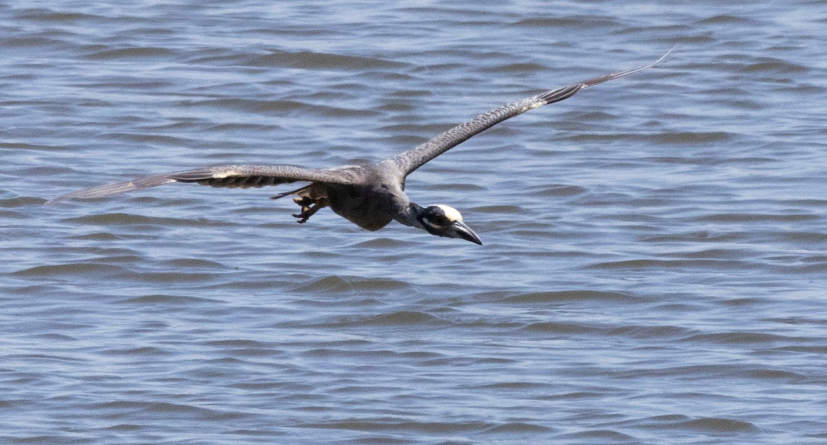 Yellow-crowned Night Heron - ML620493093