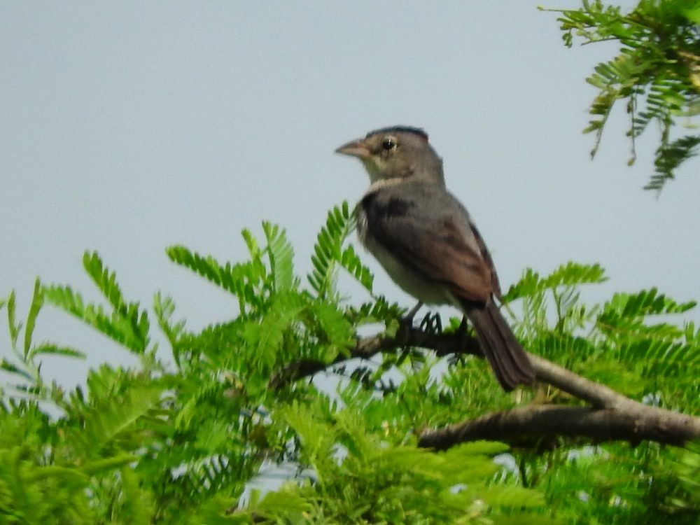 Pileated Finch - ML620493095