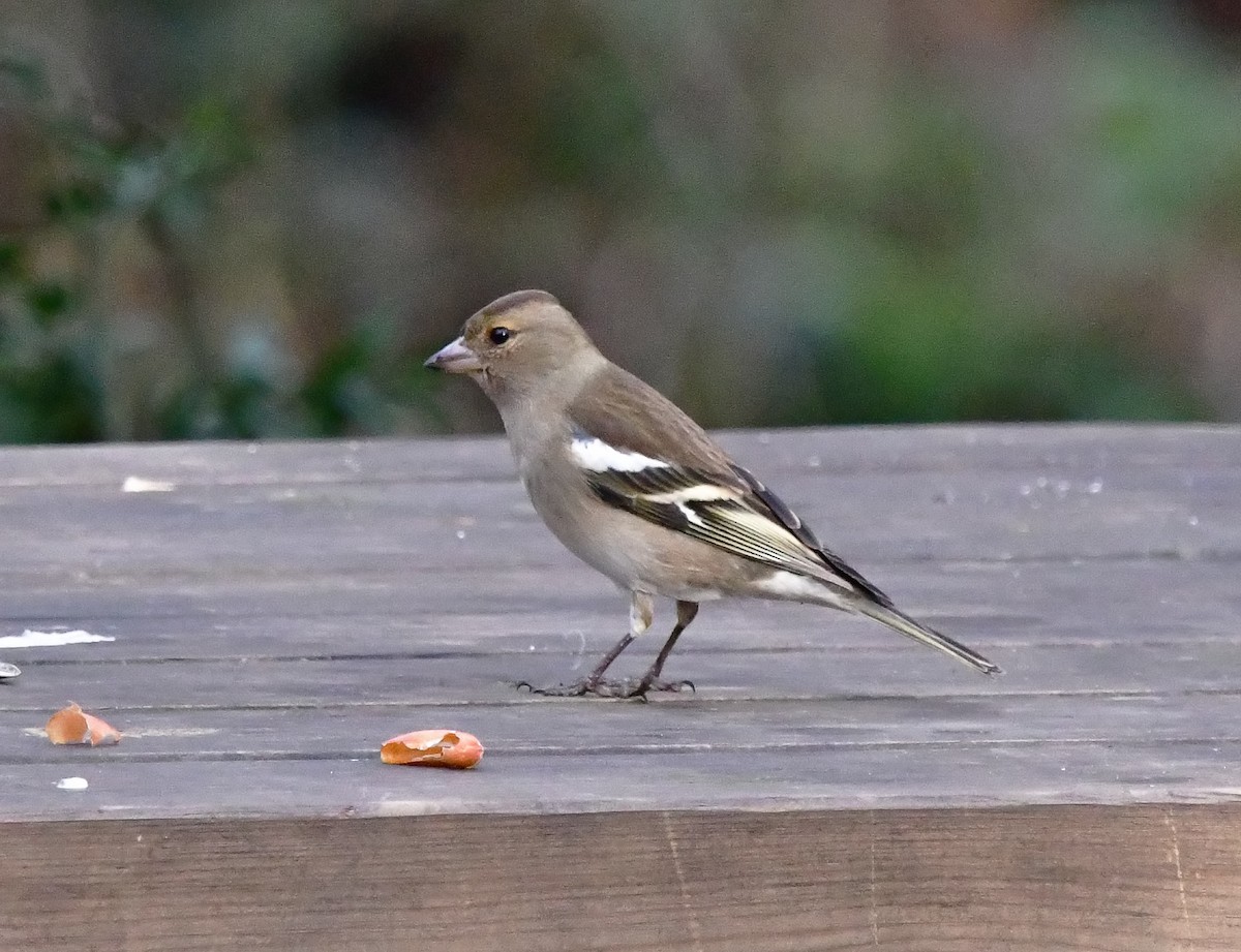 Common Chaffinch - ML620493098