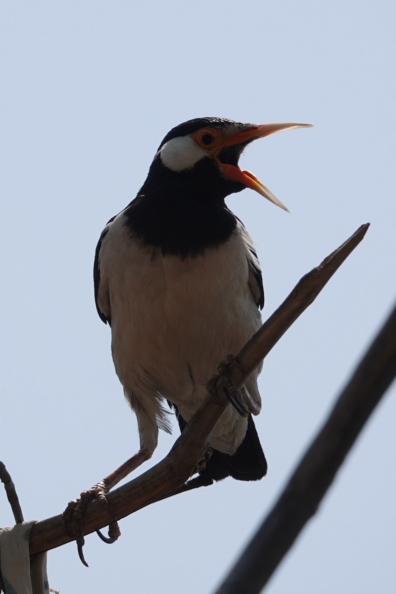 Indian Pied Starling - ML620493103