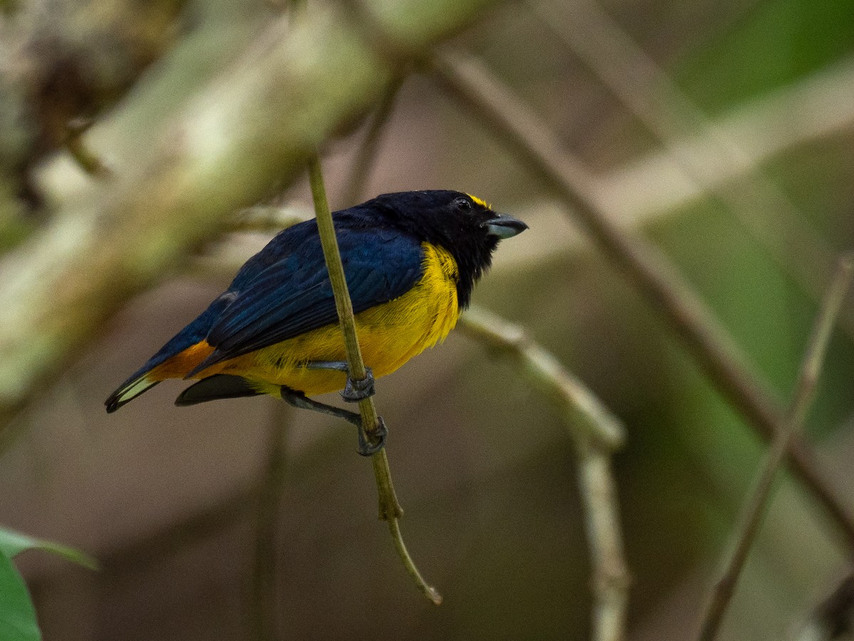 Fulvous-vented Euphonia - ML620493106