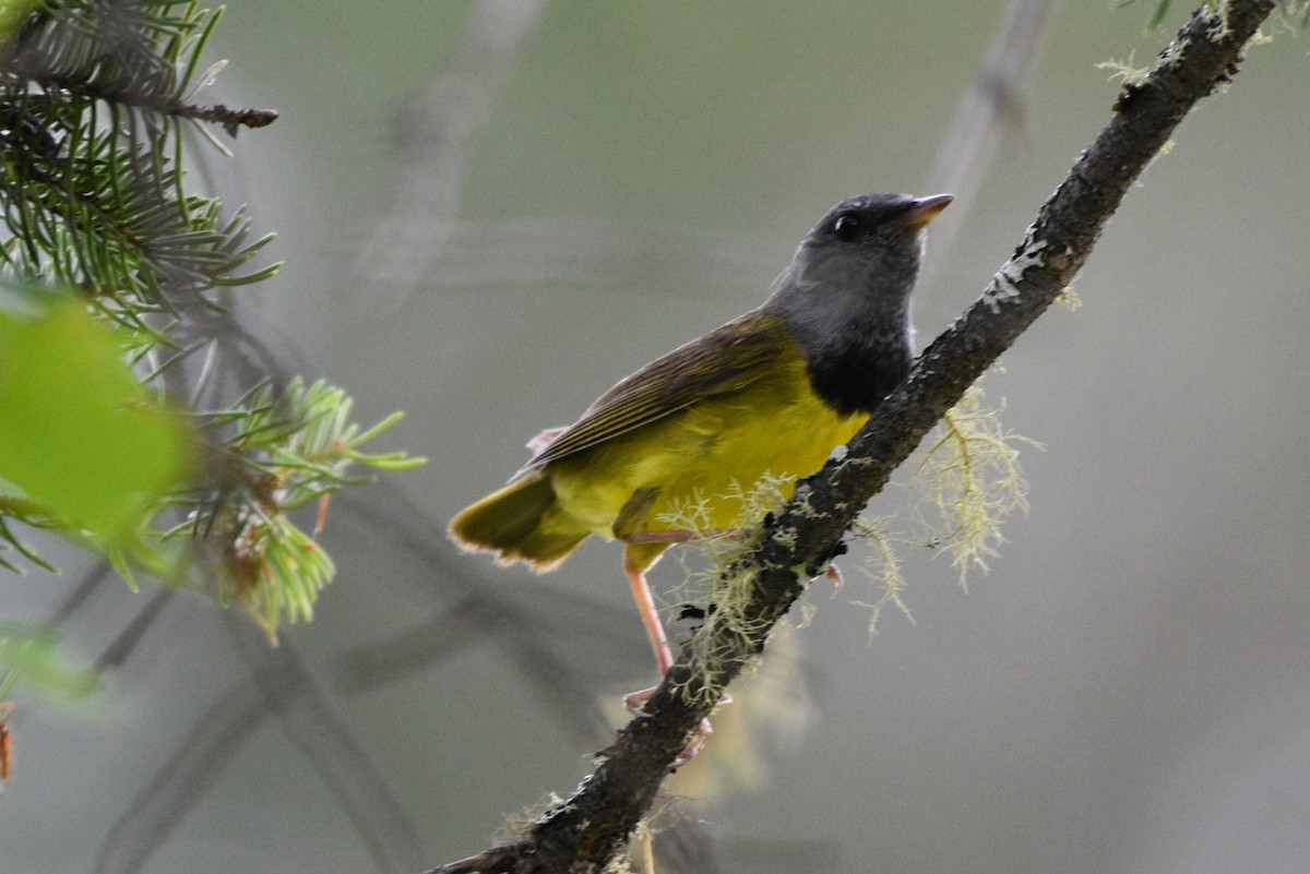 Mourning Warbler - ML620493114