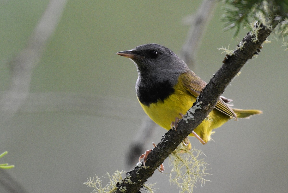 Mourning Warbler - ML620493116