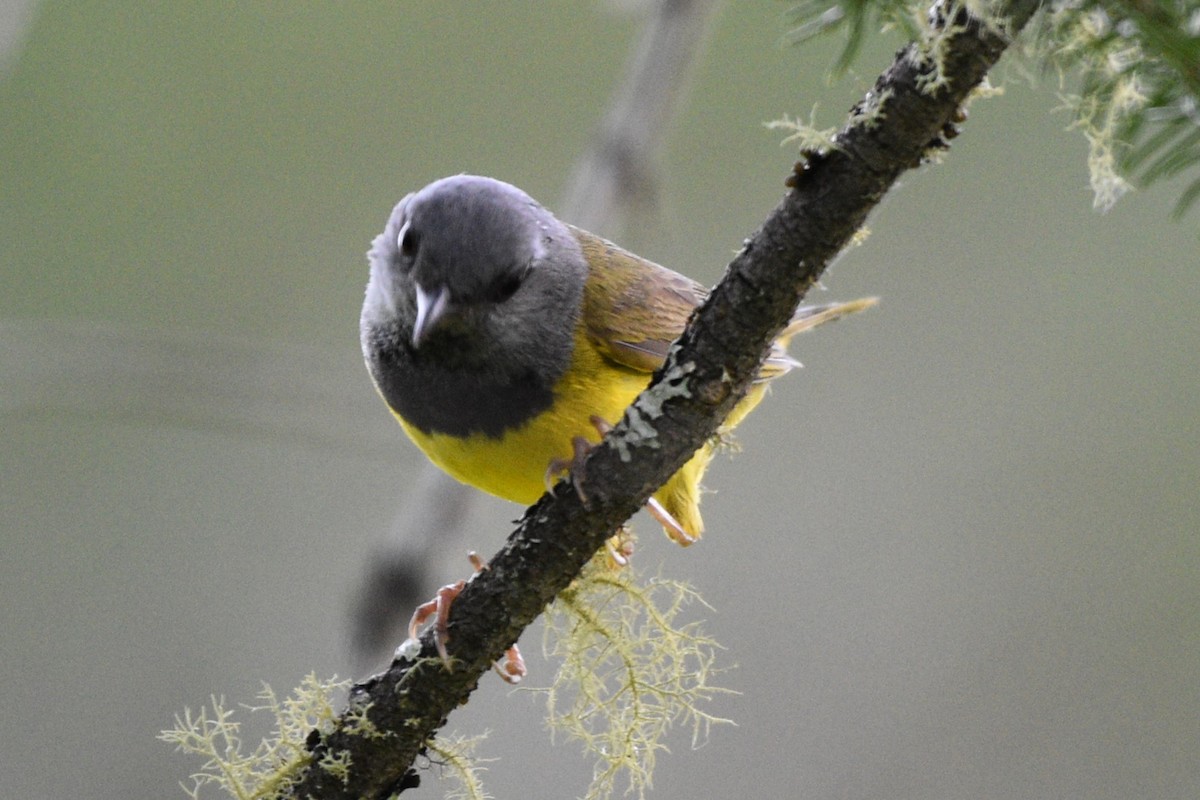 Mourning Warbler - ML620493117