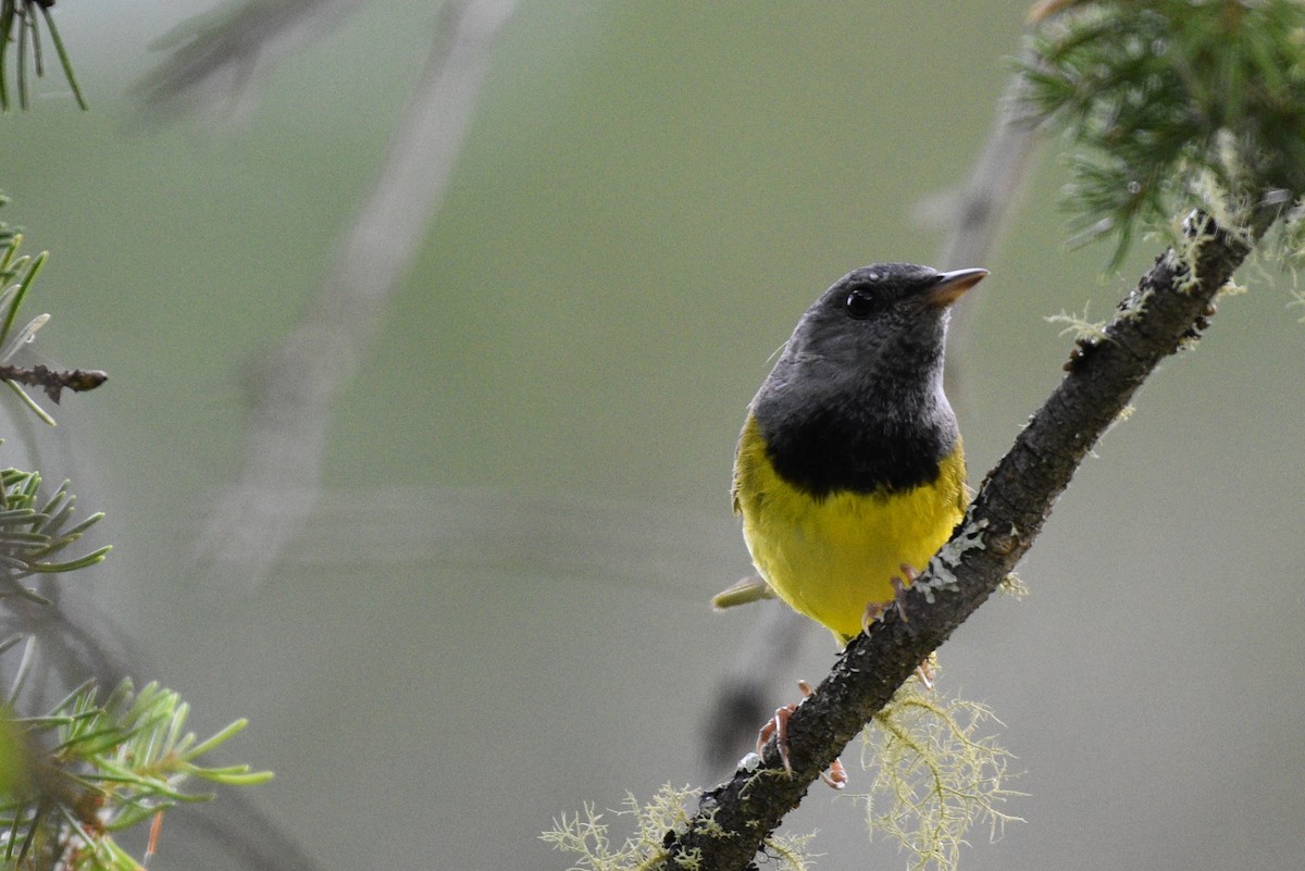 Mourning Warbler - ML620493118