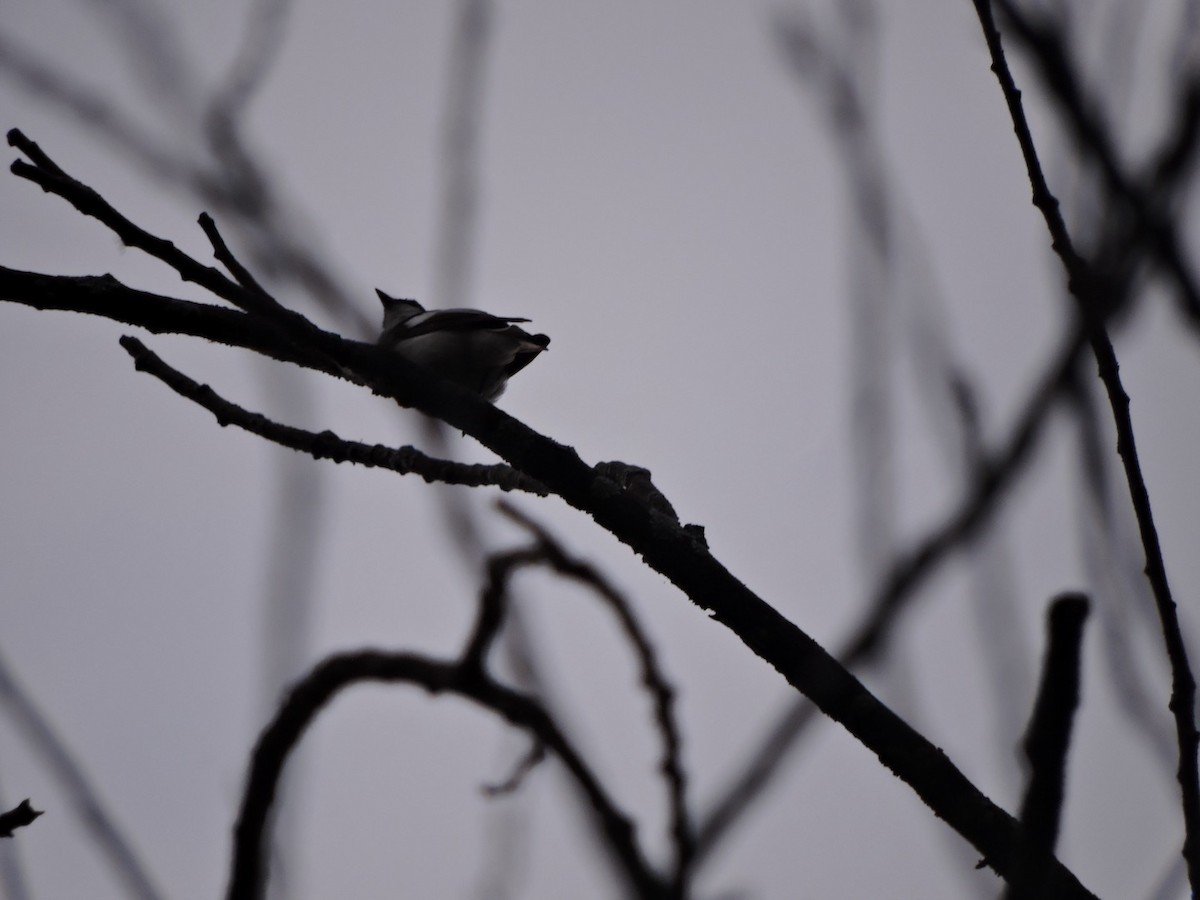 European Pied Flycatcher - ML620493119