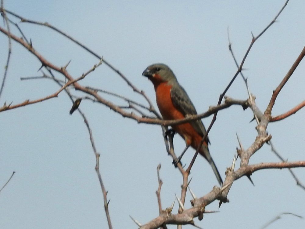 Ruddy-breasted Seedeater - ML620493122