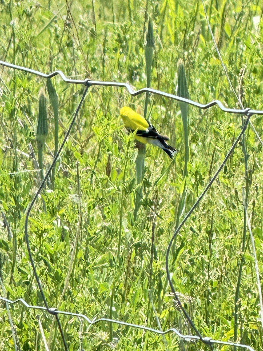 American Goldfinch - Dinesh Sikand