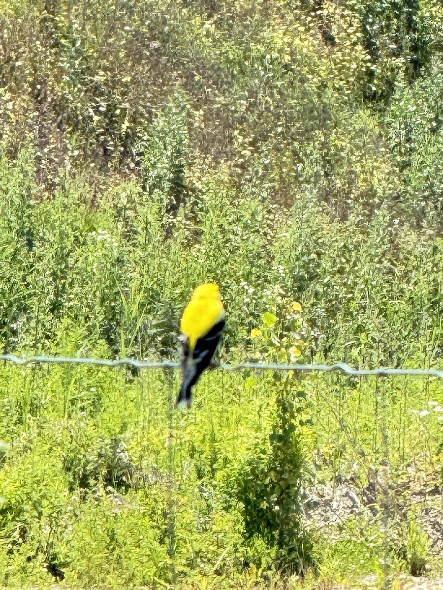 American Goldfinch - ML620493126