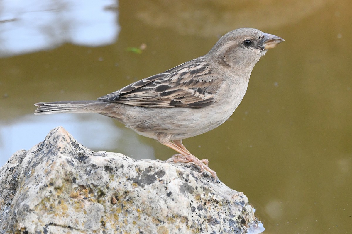 Moineau domestique - ML620493130