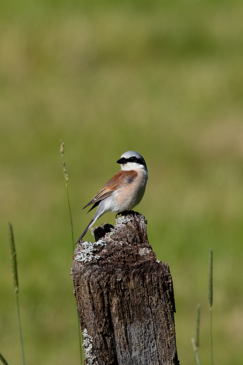 Red-backed Shrike - ML620493131