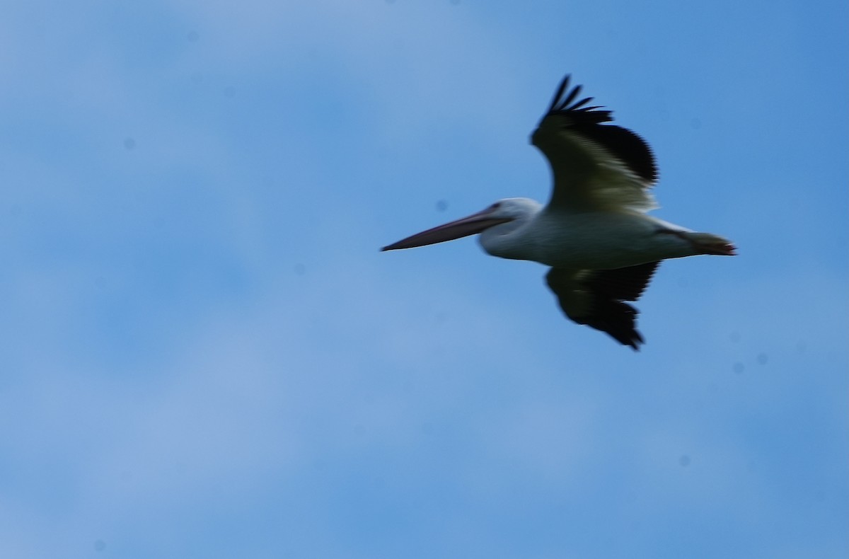 American White Pelican - ML620493135