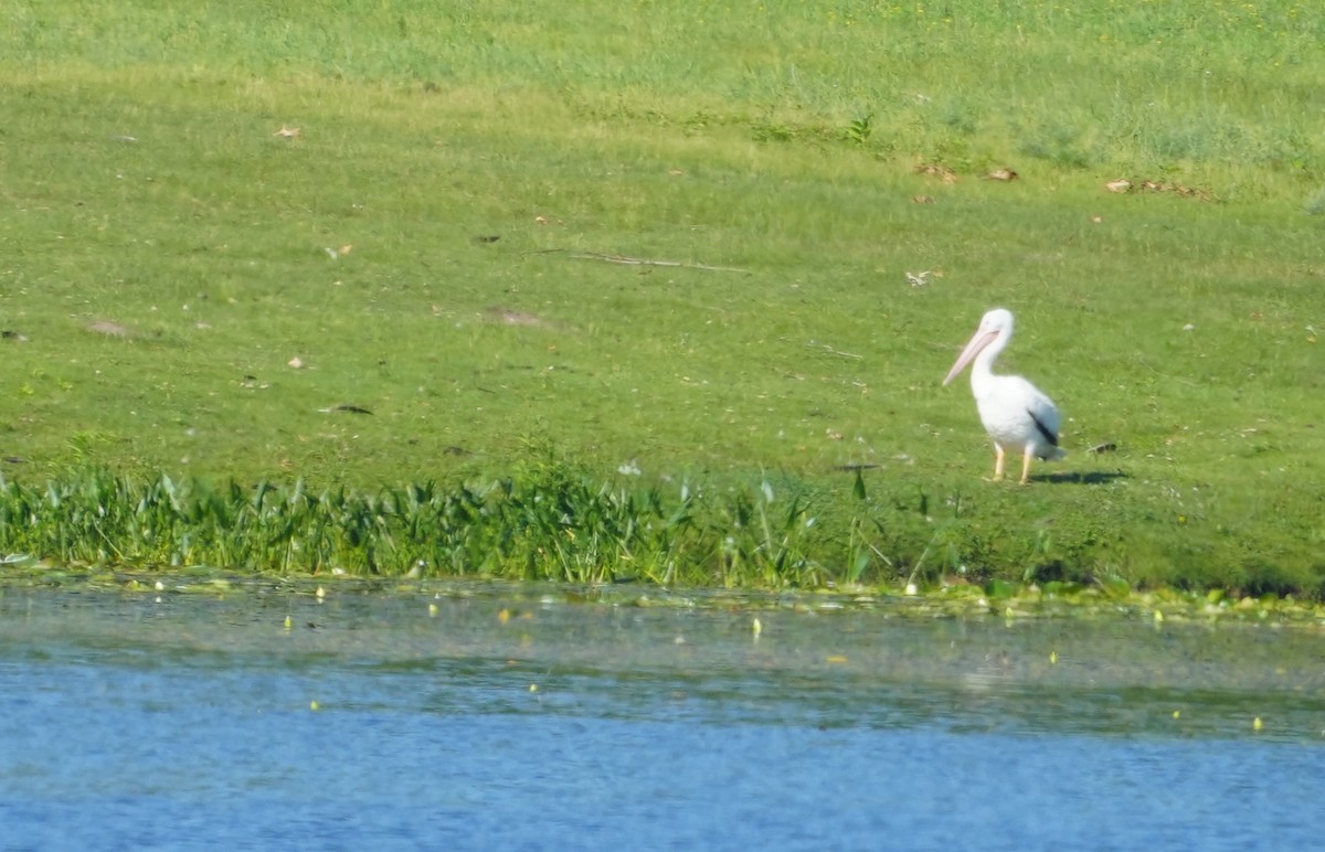 American White Pelican - ML620493136