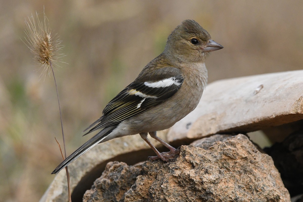 Common Chaffinch - ML620493138