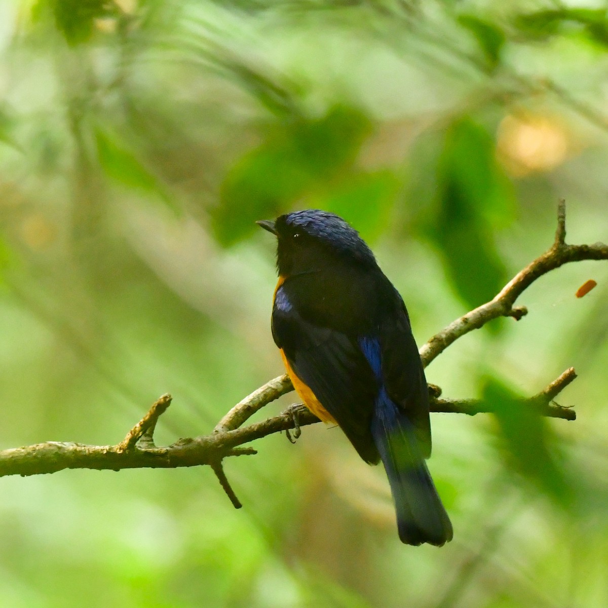 Rufous-bellied Niltava - ML620493140