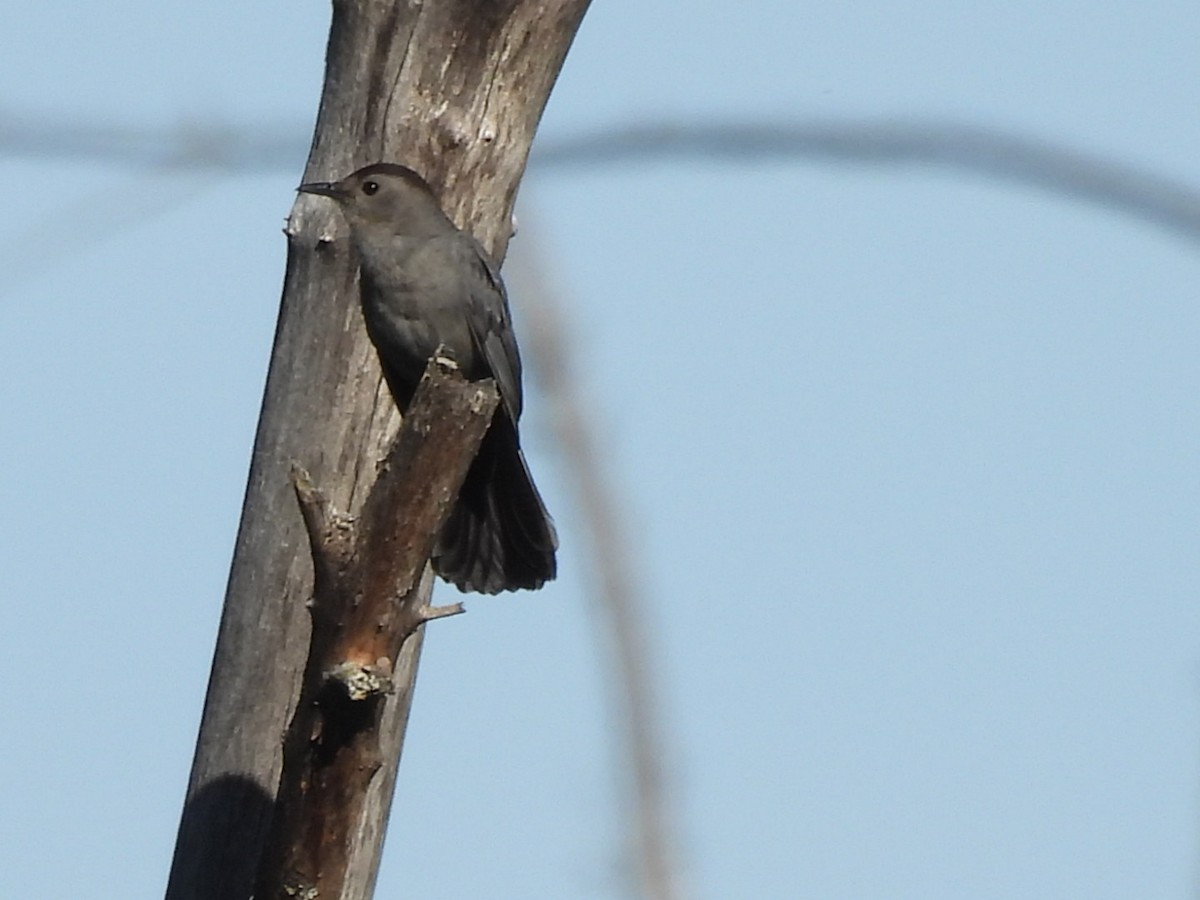 Gray Catbird - ML620493148