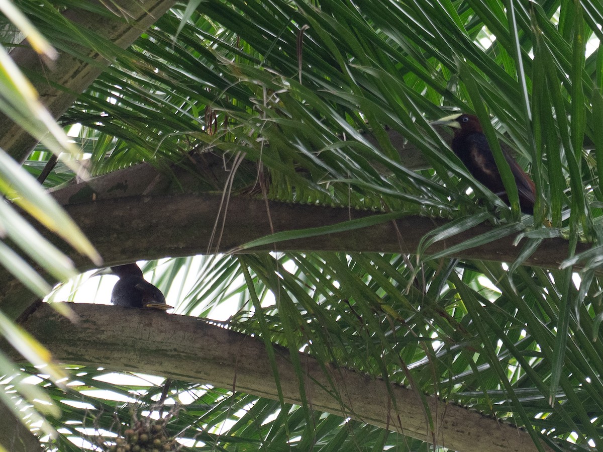 Chestnut-headed Oropendola - ML620493149