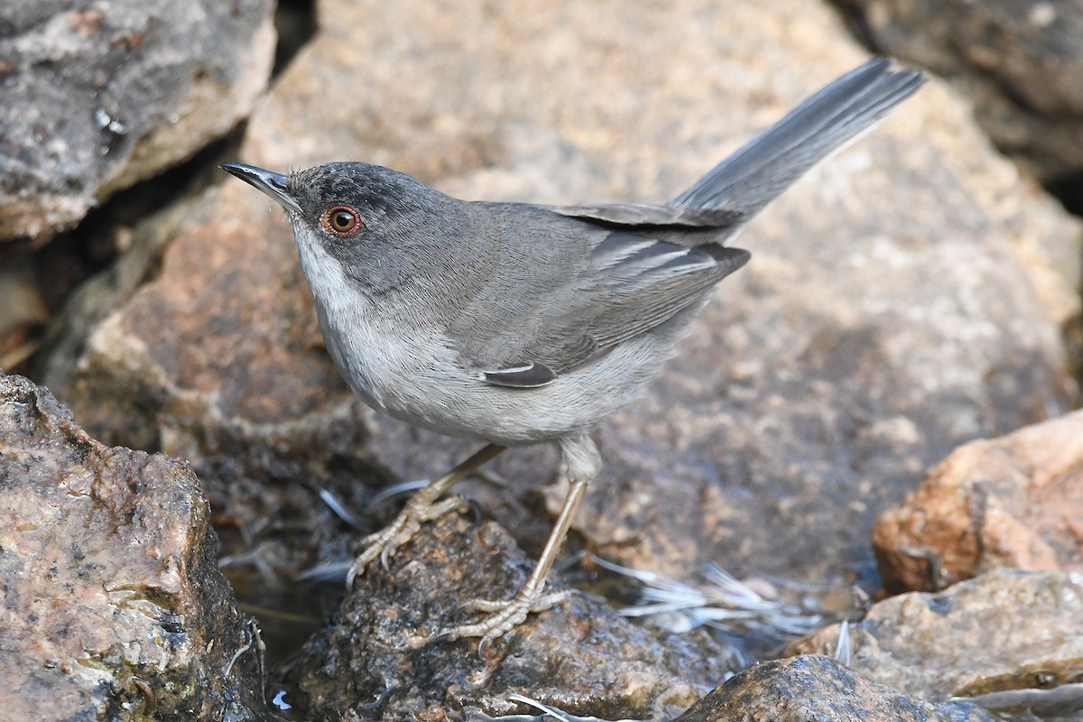 Sardinian Warbler - ML620493150