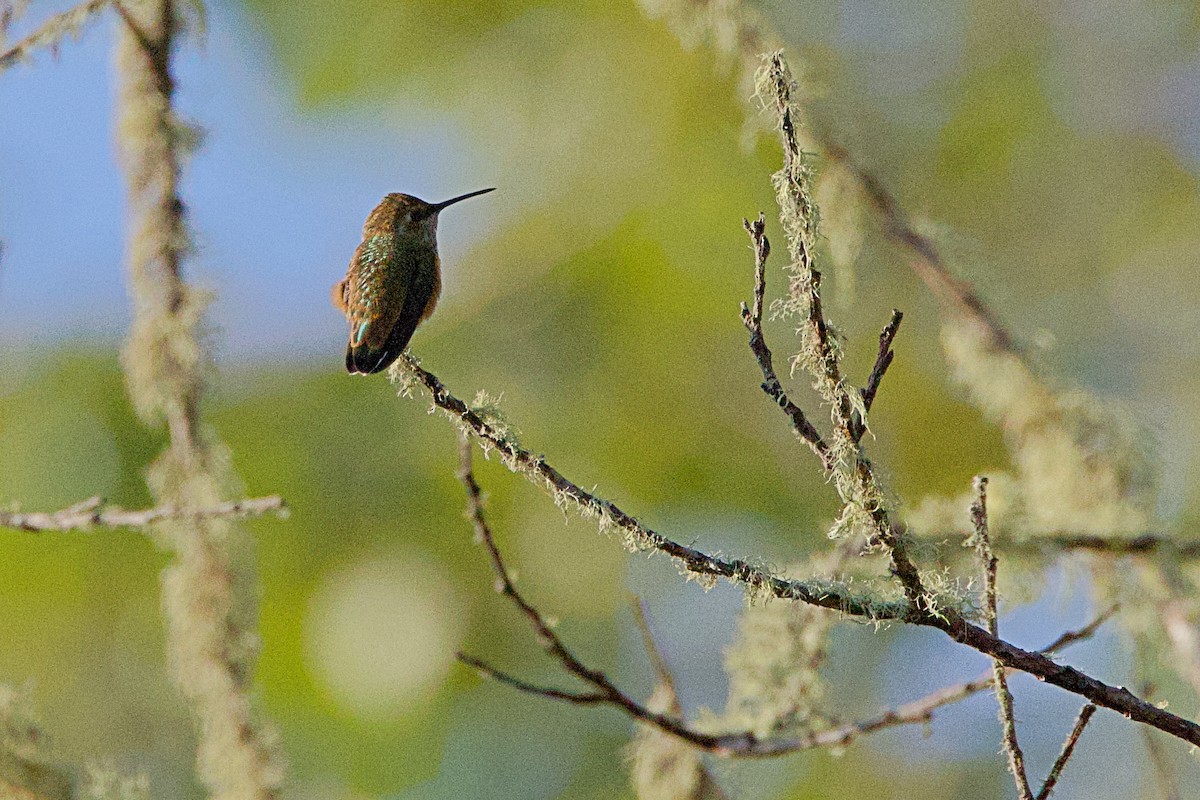 Allen's Hummingbird - ML620493157