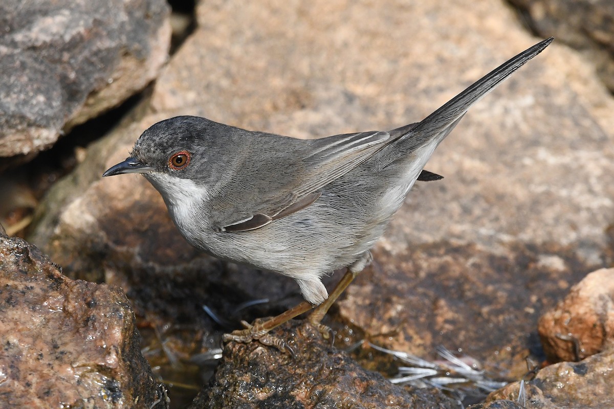 Sardinian Warbler - ML620493159