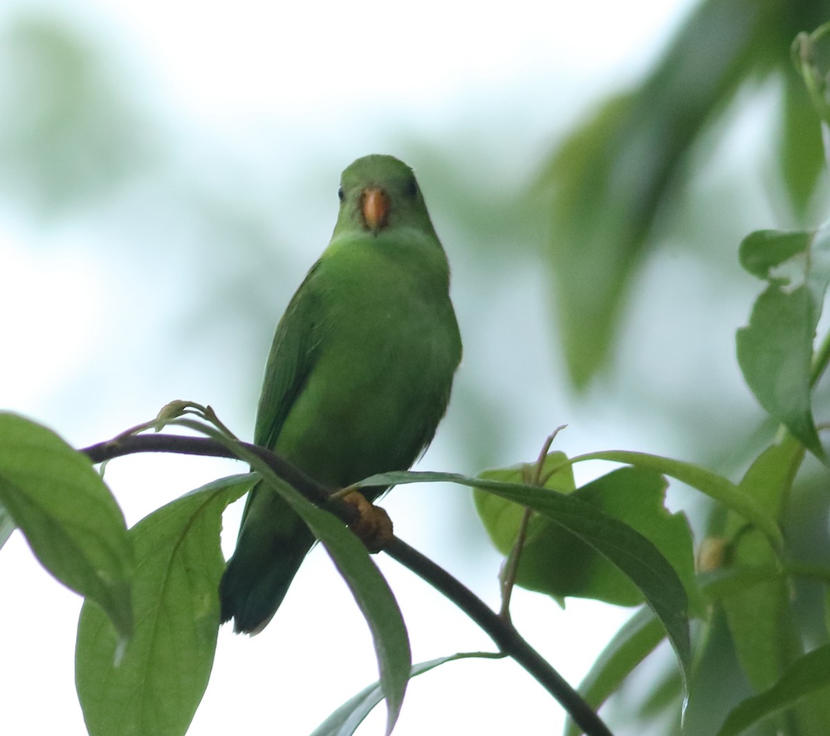 Vernal Hanging-Parrot - ML620493160