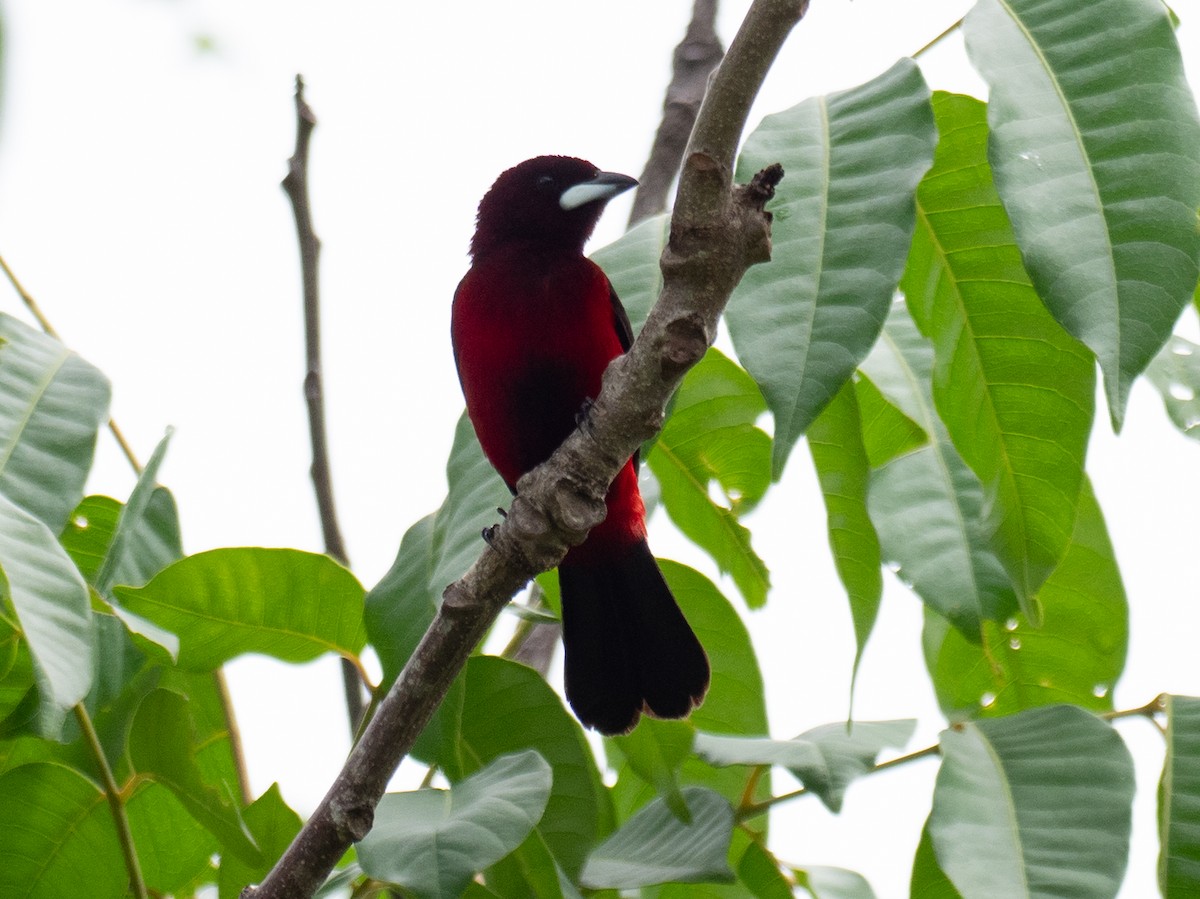 Crimson-backed Tanager - ML620493161