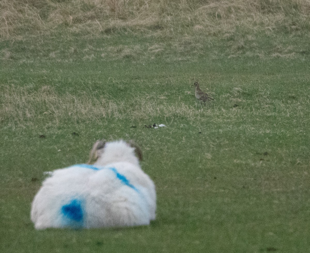 European Golden-Plover - ML620493163