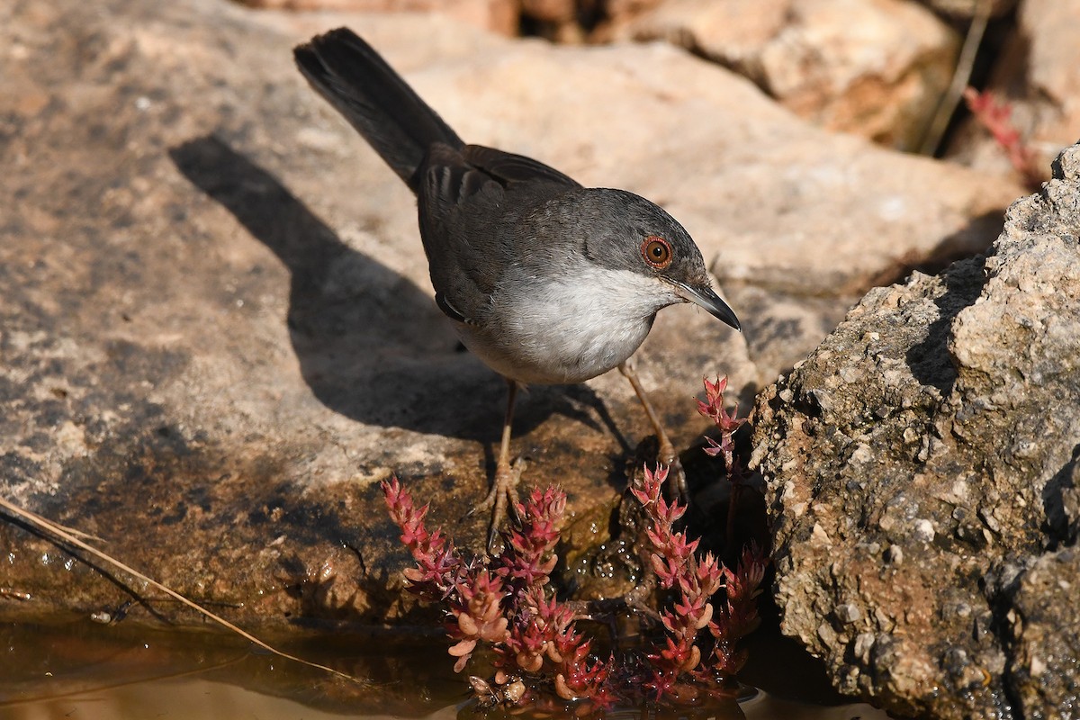 Sardinian Warbler - ML620493164