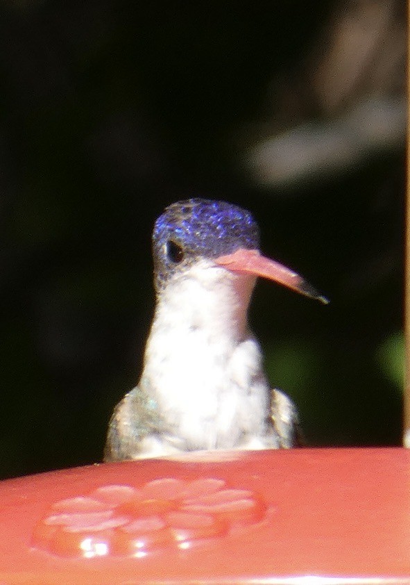 Violet-crowned Hummingbird - Alison Bishop 🐧