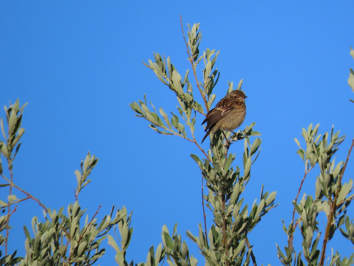 European Stonechat - ML620493169