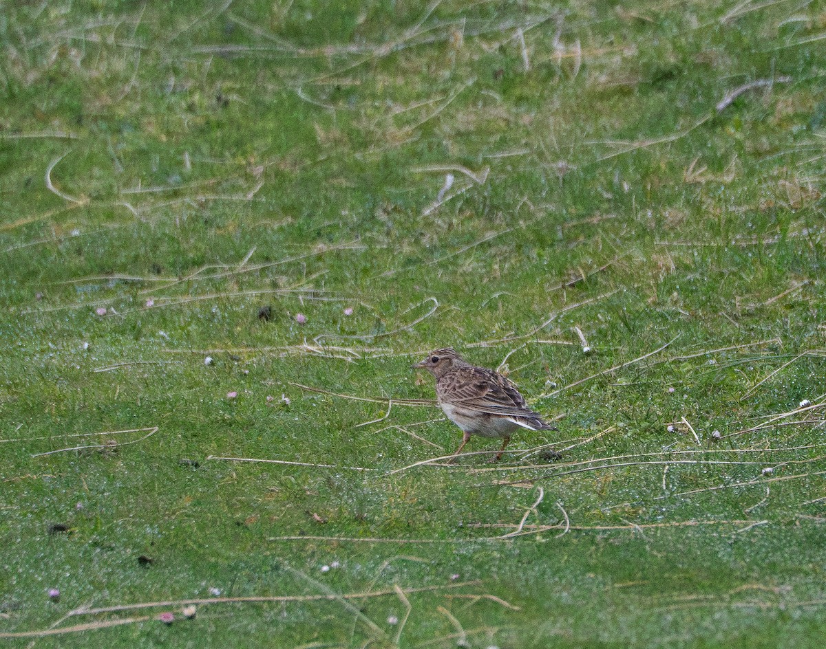 Eurasian Skylark - ML620493170