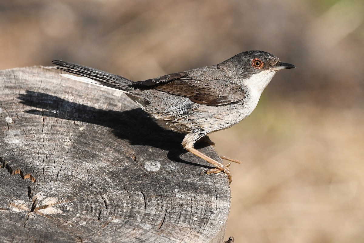 Curruca Cabecinegra - ML620493171