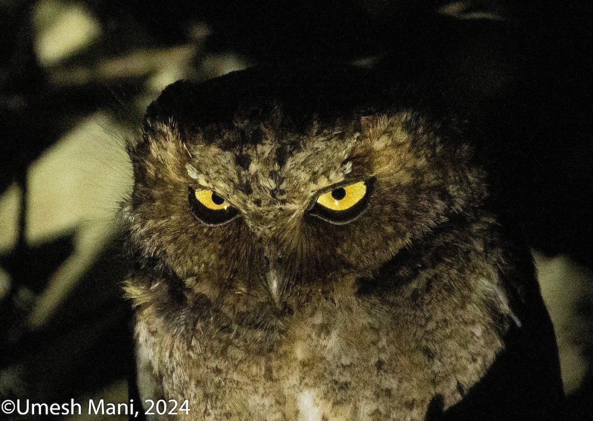 Mountain Scops-Owl - ML620493173