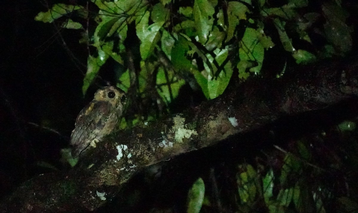 Indian Scops-Owl - Selvaganesh K